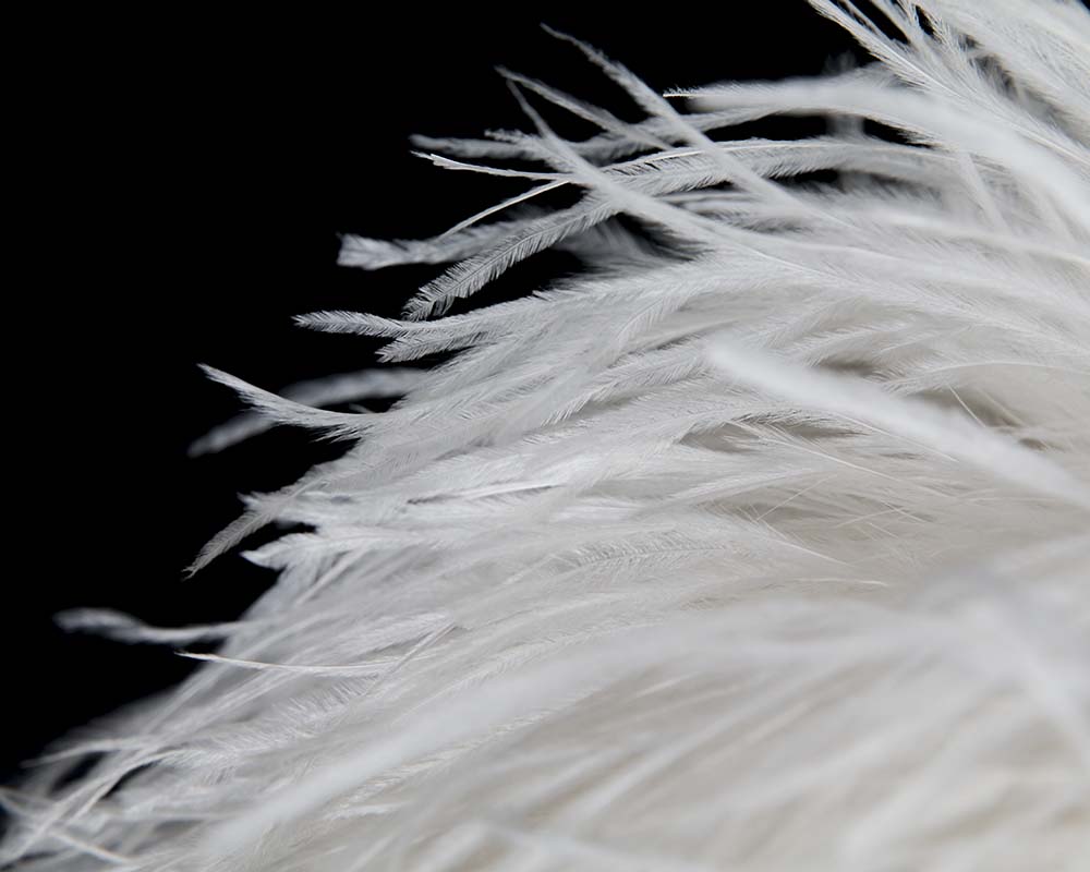 White feather fascinator by Cupids Millinery